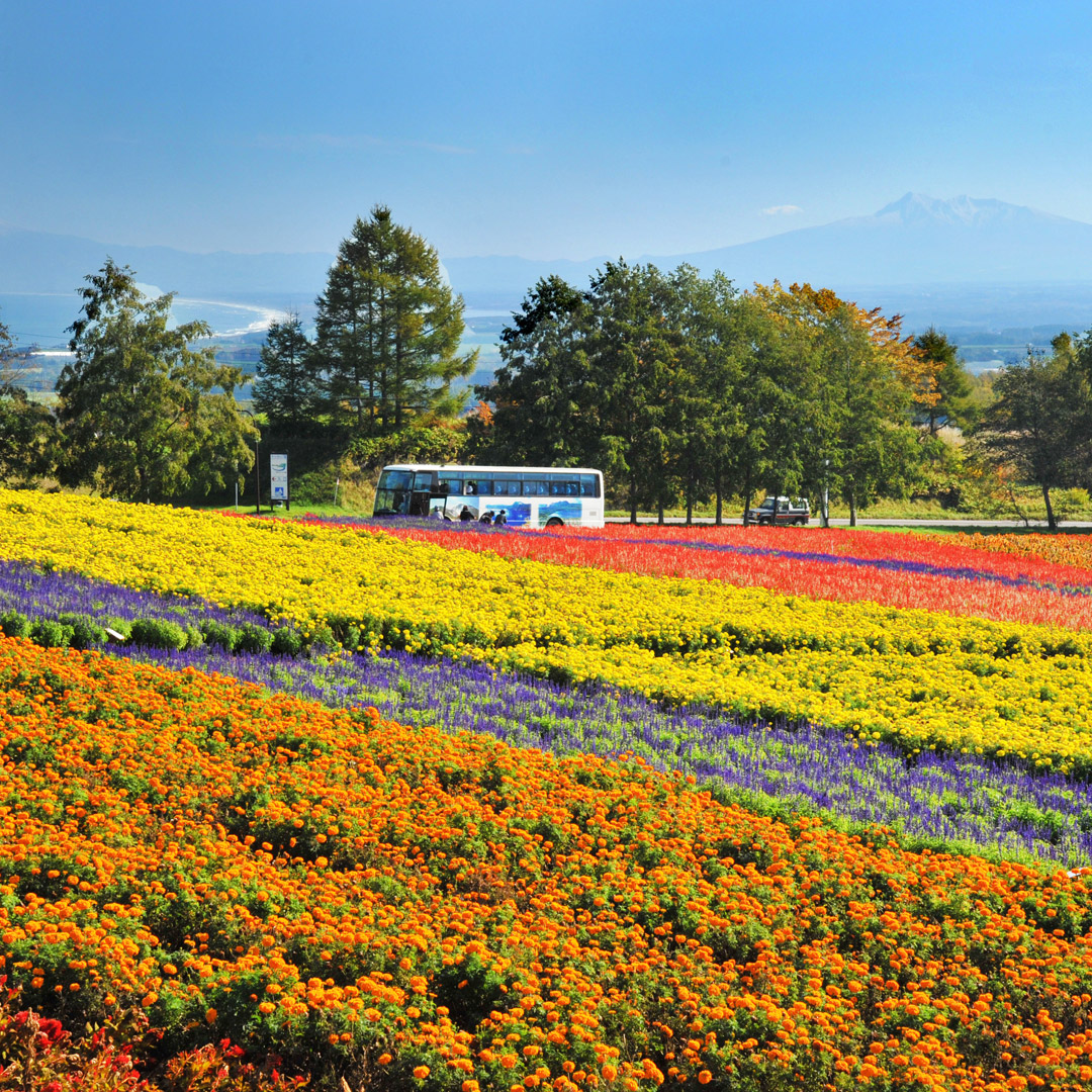 網走市郊夏秋限定【花都花園】