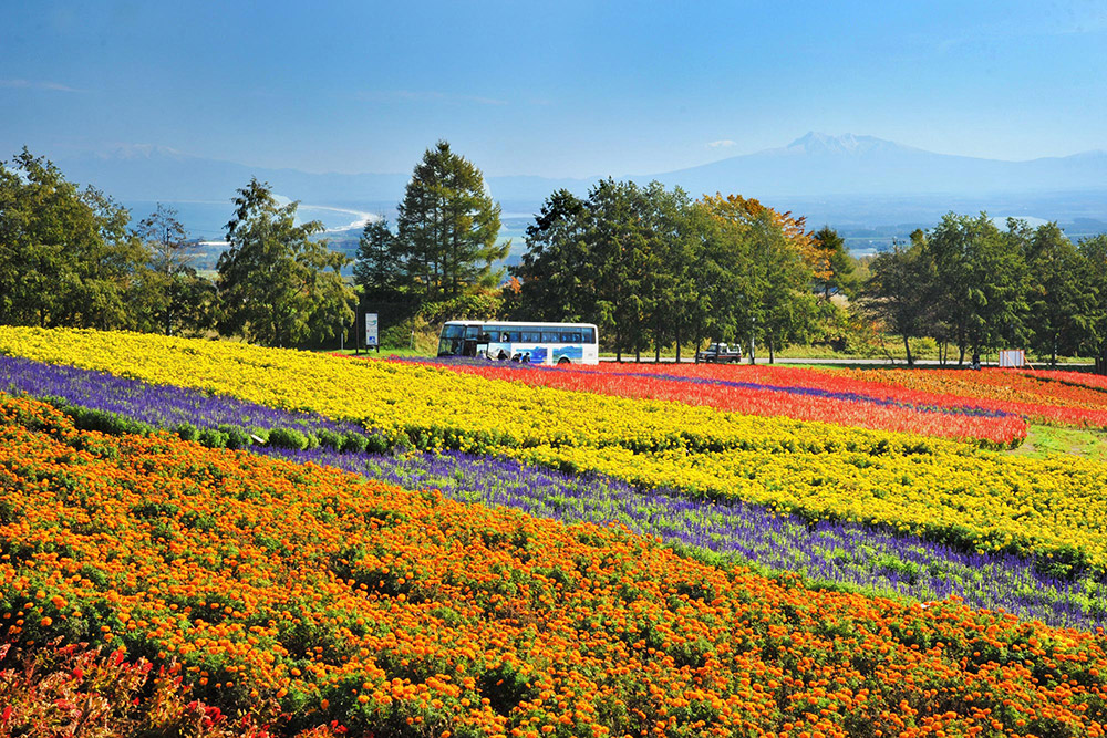 網走市郊夏秋限定【花都花園】