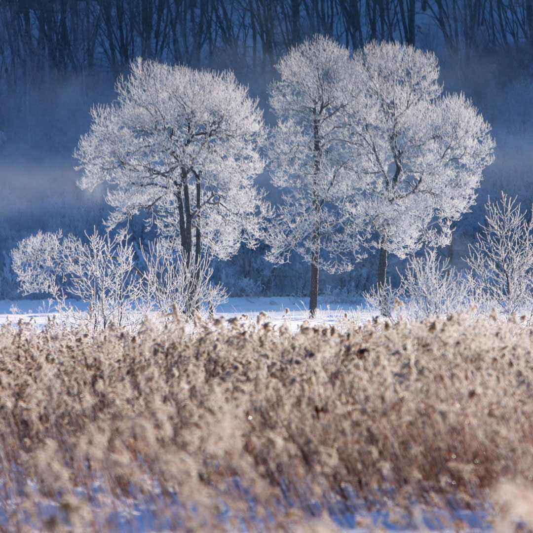 自然界藝術絕景霧冰