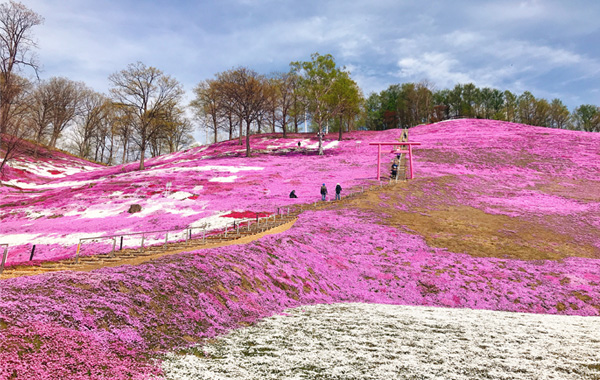 東藻琴芝櫻公園