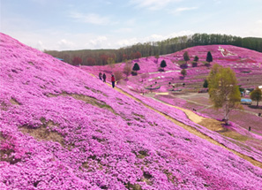 東藻琴芝櫻公園