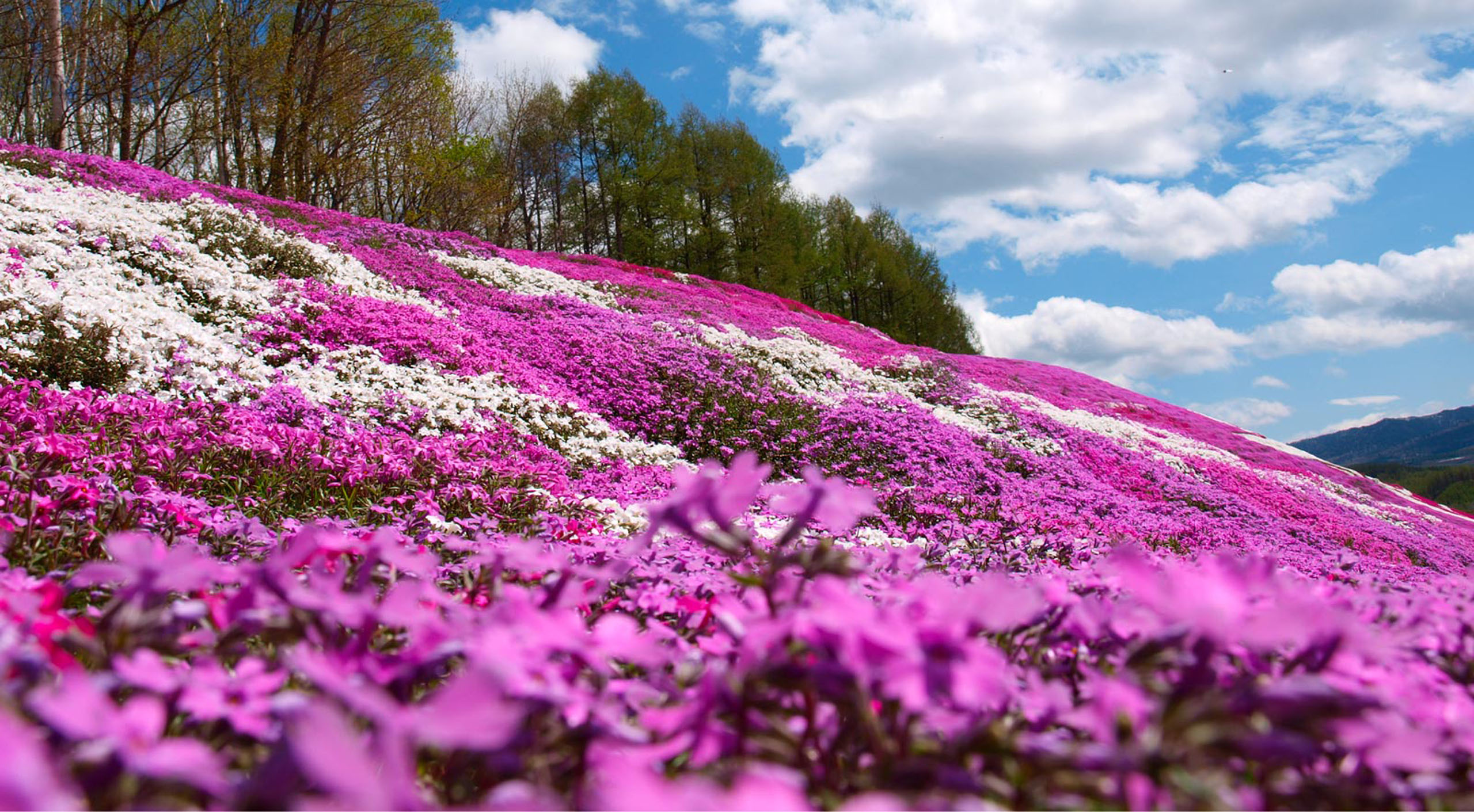 網走春季芝櫻