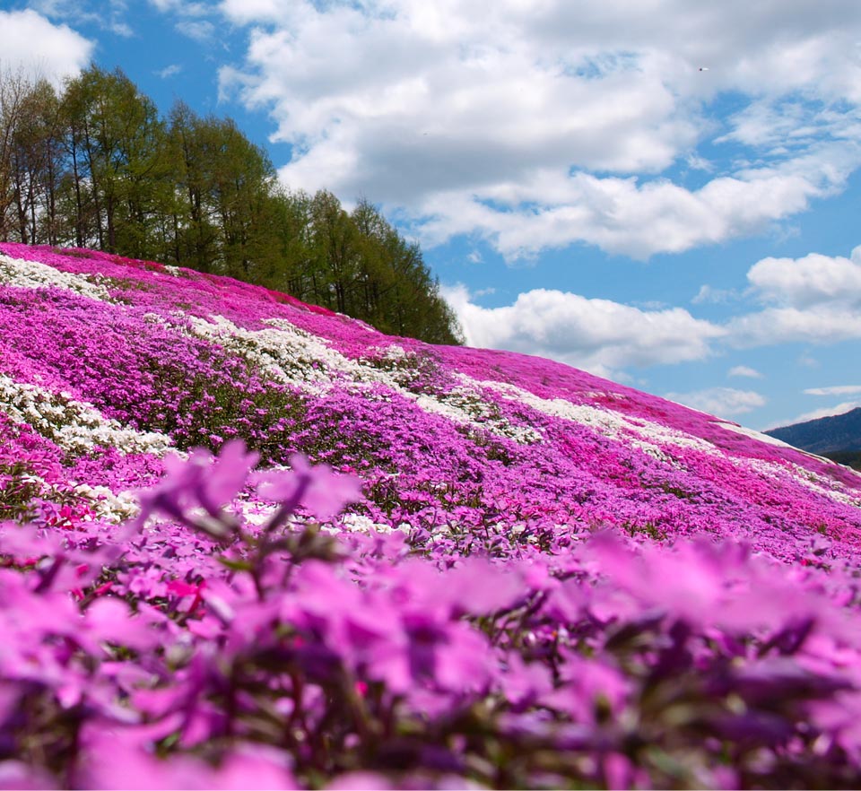 網走春季芝櫻