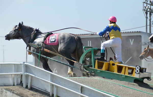 帶廣賽馬場(挽曳賽馬)