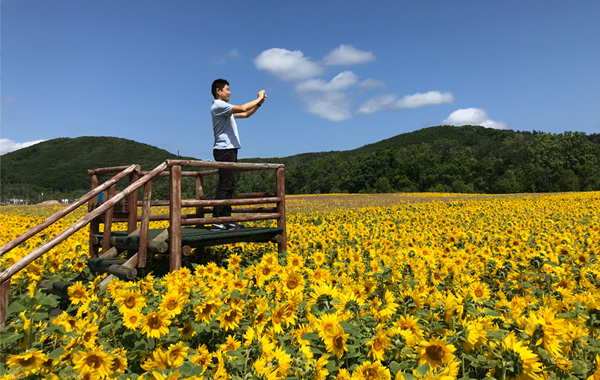 大曲湖畔園地向日葵花田