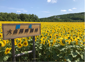 大曲湖畔園地向日葵花田